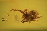 Fossil Spider (Aranea) In Baltic Amber #45123-1